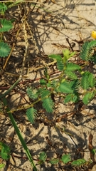 Chamaecrista calycioides