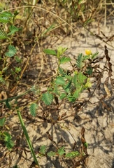 Chamaecrista calycioides