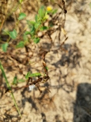 Chamaecrista calycioides