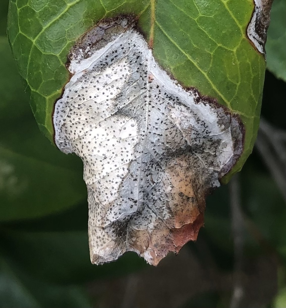 Phyllosticta camelliae
