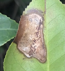 Phyllosticta camelliae