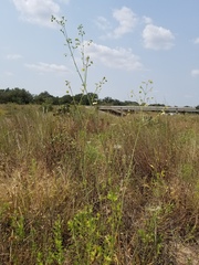 Mirabilis austrotexana