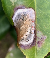 Phyllosticta camelliae