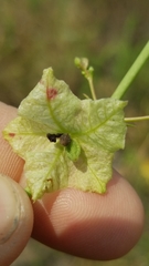 Mirabilis austrotexana