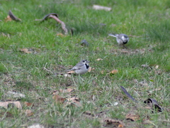 Motacilla alba