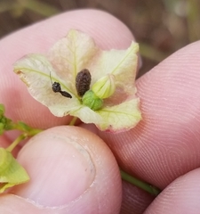 Mirabilis austrotexana