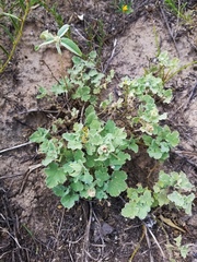 Sphaeralcea lindheimeri