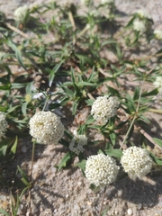 Mitracarpus megapotamicus