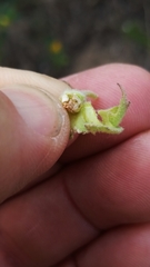 Sphaeralcea lindheimeri