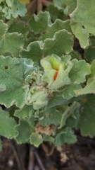 Sphaeralcea lindheimeri