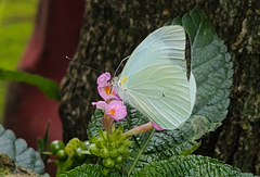 Leptophobia aripa balidia