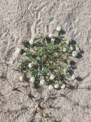 Mitracarpus megapotamicus