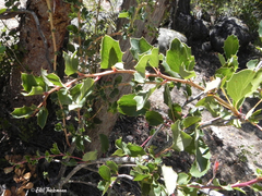 Berberis actinacantha
