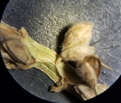 Paspalum hartwegianum