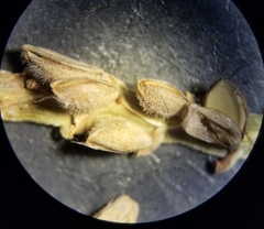 Paspalum hartwegianum