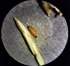 Cyperus retroflexus