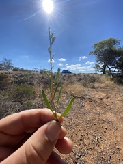 Acacia montana
