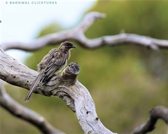 Anthochaera carunculata