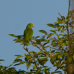 Amazona ochrocephala