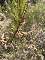 Acacia montana