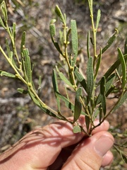 Acacia montana
