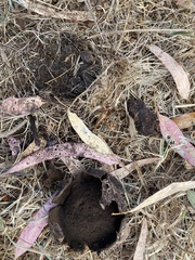 Mycenastrum corium