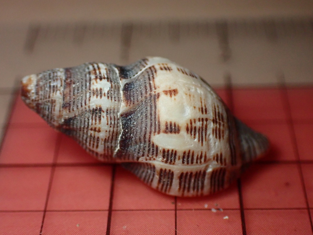 Poulson's Dwarf Triton