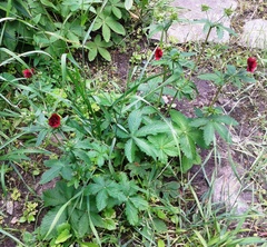 Potentilla atrosanguinea