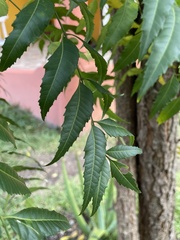 Azadirachta