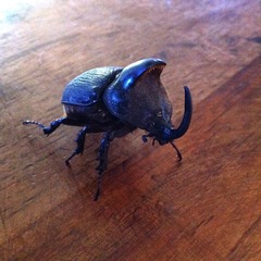 Heterogomphus schoenherri