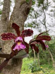 Cattleya schilleriana