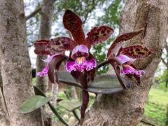 Cattleya schilleriana