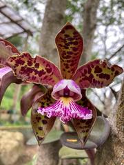 Cattleya schilleriana