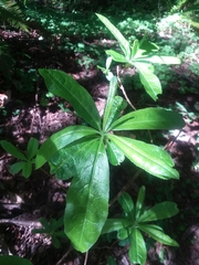 Rhododendron occidentale