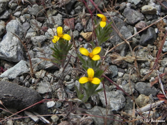 Chaetanthera moenchioides