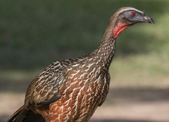 Penelope ochrogaster