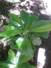Rhododendron occidentale