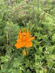 Trollius macropetalus