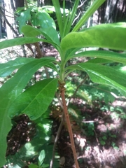 Rhododendron occidentale