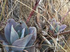 Echeveria rubromarginata