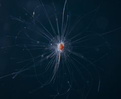 Globigerinoides