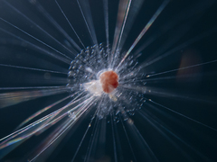 Globigerinoides