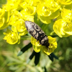 Prosternon tessellatum