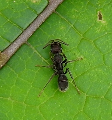 Ectatomma brunneum