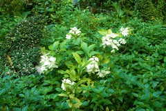 Mussaenda philippica