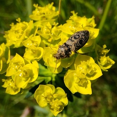 Prosternon tessellatum