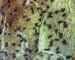 Phyllosticta camelliae