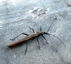 Leuctridae