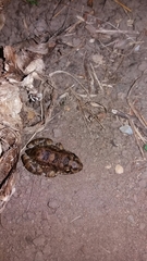 Leptodactylus troglodytes