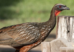 Penelope ochrogaster